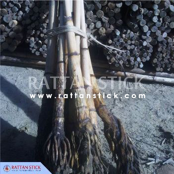 Rattan Manau Root